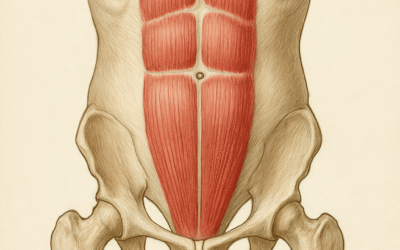 Mięsień prosty brzucha – anatomia, funkcje i wpływ na postawę ciała
